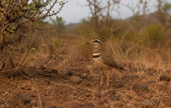Jerdon’s Courser