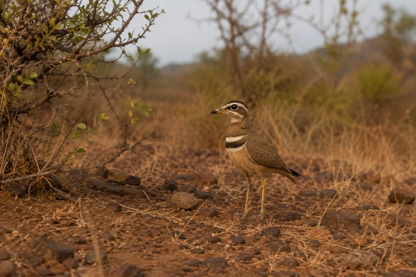 Jerdon’s Courser