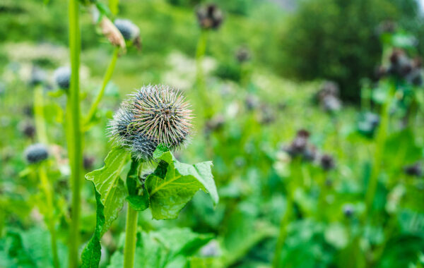 Kustha: The Aromatic Himalayan Root in Ayurveda