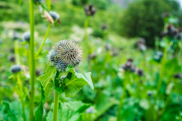 Kustha: The Aromatic Himalayan Root in Ayurveda