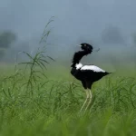 Lesser Florican: India’s Leaping Grassland Jewel
