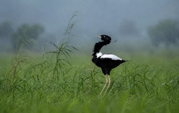 Lesser Florican