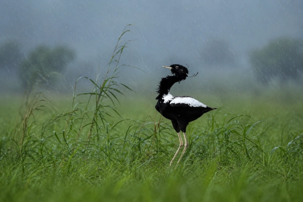 Lesser Florican