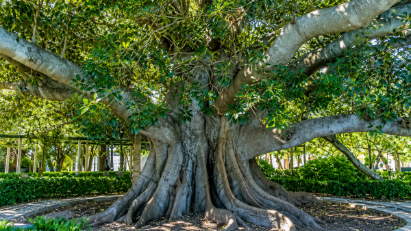 Oldest accurately dated Banyan found in Munger, Bihar