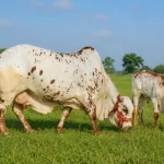 Rathi Cattle: Rajasthan’s Hardy Indigenous Dairy Breed of the Desert Plains