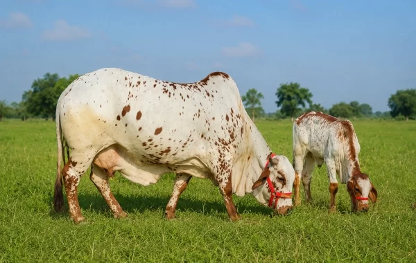 Rathi Cattle