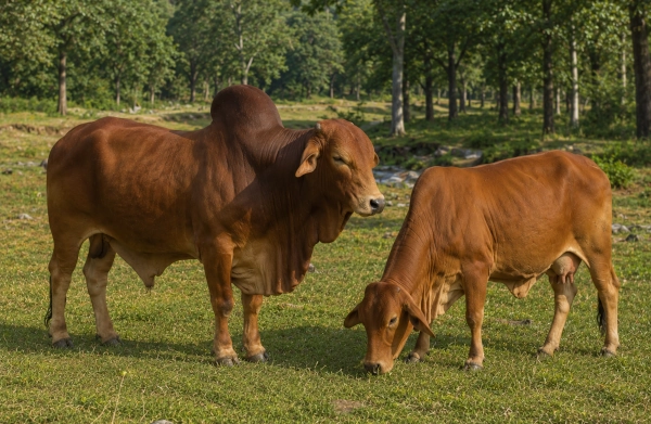 Sahiwal Breed Cattle