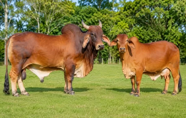 Red Sindhi Cattle