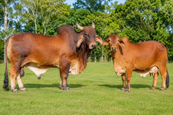 Red Sindhi Cattle