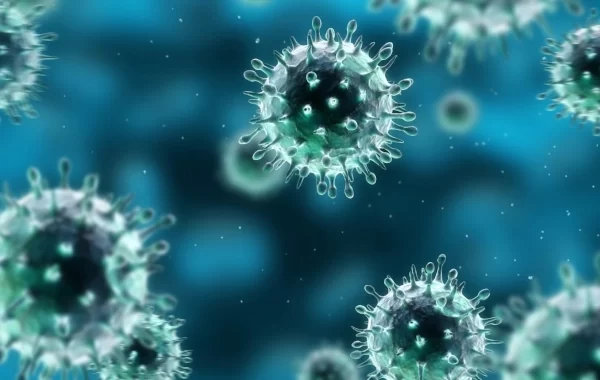 India Develops Indigenous Vaccine Against African Swine Fever