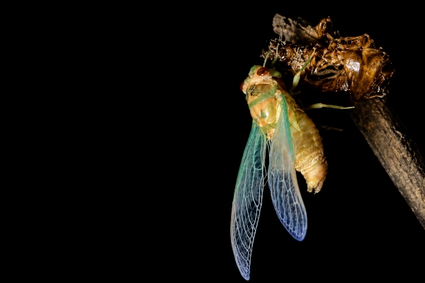 World Cup Cicada
