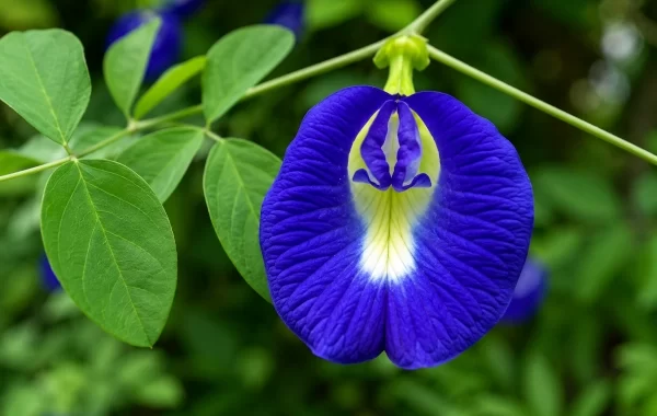 Aparajita — The Blue Flower of Ayurveda for Mind, Balance and Vitality