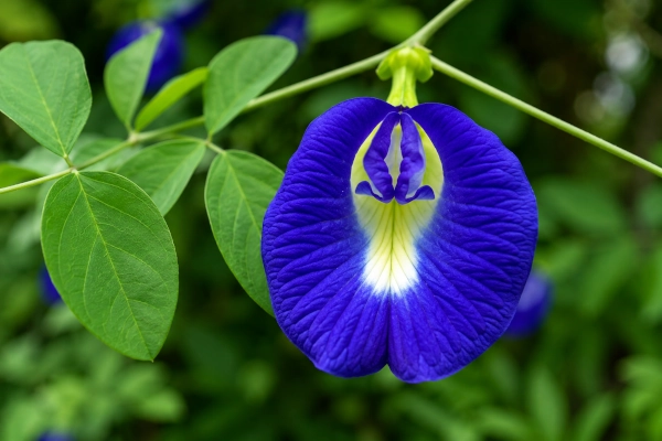Aparajita