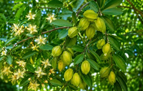 Arjuna (Terminalia arjuna): Ayurveda’s Celebrated Hridya Tree for the Heart, Rakta and Tissue Strength