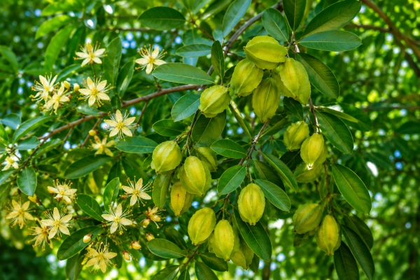 Arjuna, or Terminalia arjuna