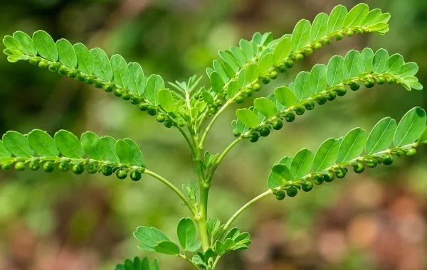 Bhumi Amla — Phyllanthus amarus — Bhumyamalaki: Ayurveda’s Small Herb for Liver and Pitta Balance
