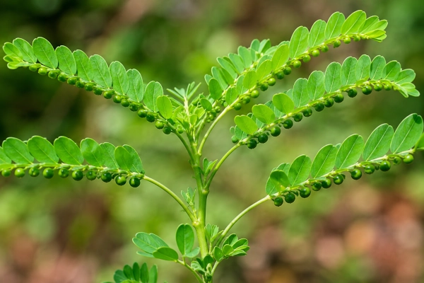 Bhumi Amla — Phyllanthus amarus
