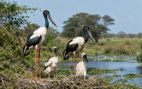 Black-Necked Stork