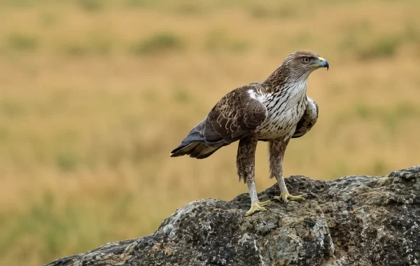 Bonelli’s Eagles (Aquila fasciata)