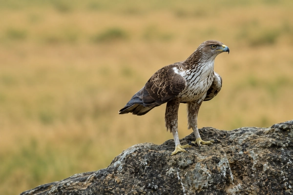 Bonelli’s Eagles (Aquila fasciata)