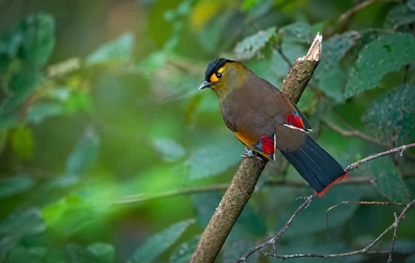 Bugun Liocichla