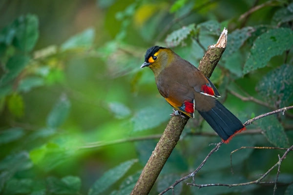Bugun Liocichla