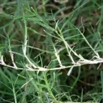 Durva Grass — The Sacred Cooling Grass of Ayurveda