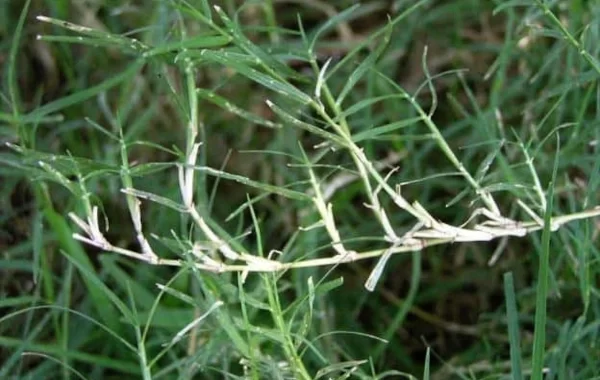Druva Grass