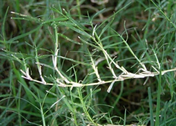 Druva Grass