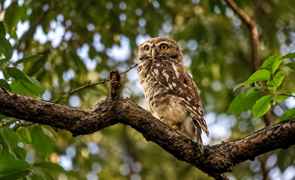 Forest Owlet