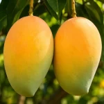 Gir Kesar Mango — Gujarat’s Saffron-Hued Treasure From the Foothills of Gir