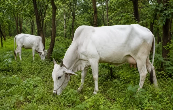 Hariana Cattle