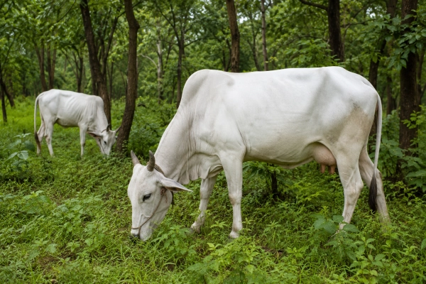 Hariana Cattle