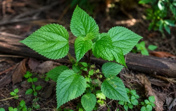 Hen’s Nettle — Laportea interrupta: An Indigenous Leafy Green in Traditional Food and Folk Medicine