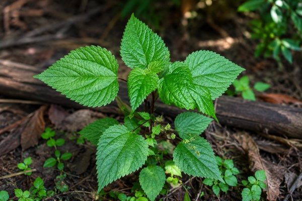Hen’s Nettle — Laportea interrupta:
