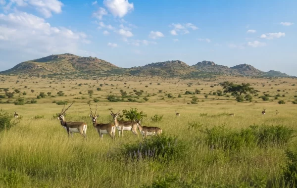 Indias Grassland