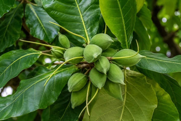 Jangli Badam (Terminalia catappa)