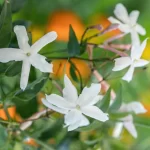 Jati (Jasminum officinale L.): The Fragrant Jasmine of Ayurveda