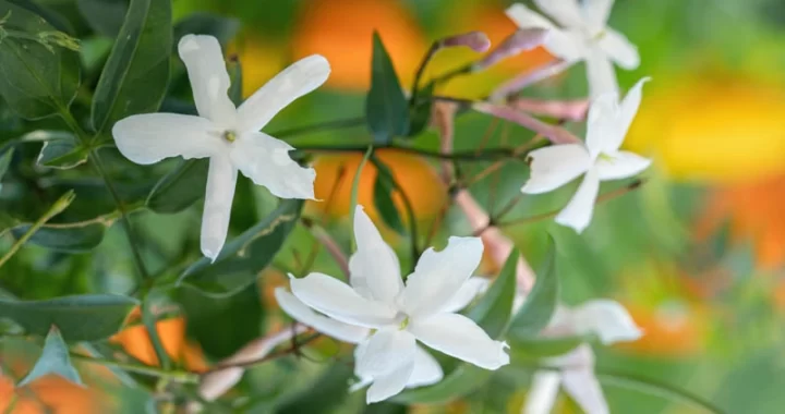 Jasminum officinale L.