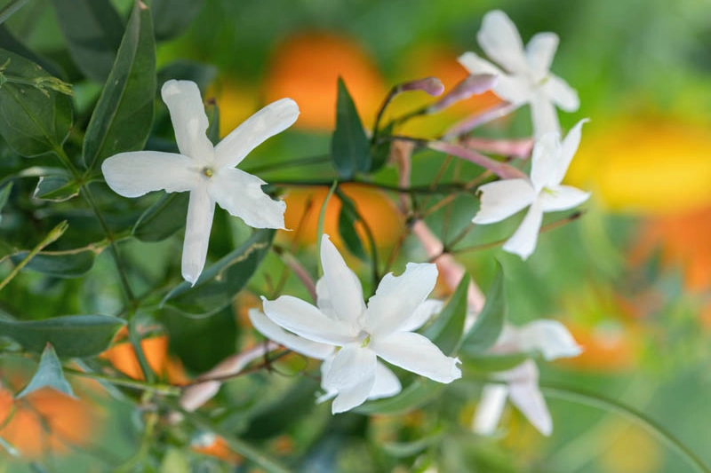 Jasminum officinale L.