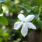 Jati — Jasminum grandiflorum: Ayurveda’s Fragrant Jasmine for Wound, Skin and Oral Care