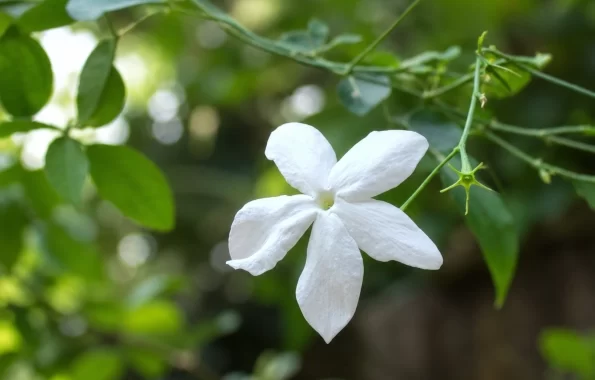 Jati — Jasminum grandiflorum