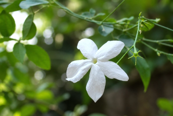 Jati — Jasminum grandiflorum