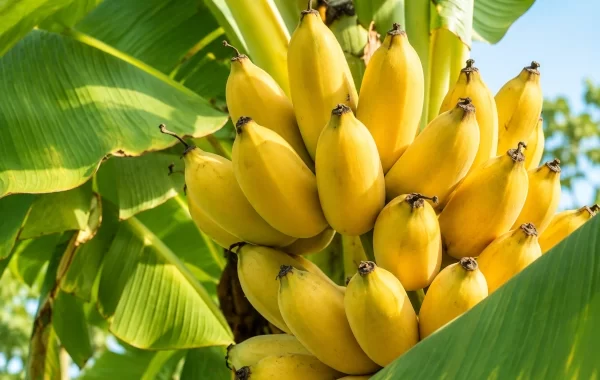 Kadali — Ayurveda’s Nourishing Banana for Strength, Cooling and Digestive Balance