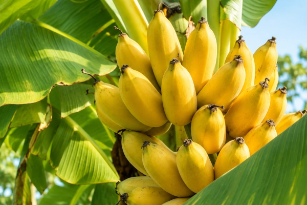 Kadali — Ayurveda’s Nourishing Banana