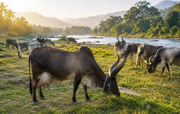 Kankrej Cattle
