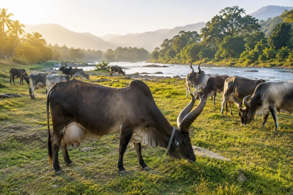 Kankrej Cattle