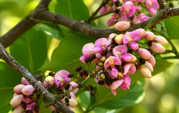 Karanja — Ayurveda’s Bitter Oil Tree for Skin, Wounds and Kapha-Vata Balance