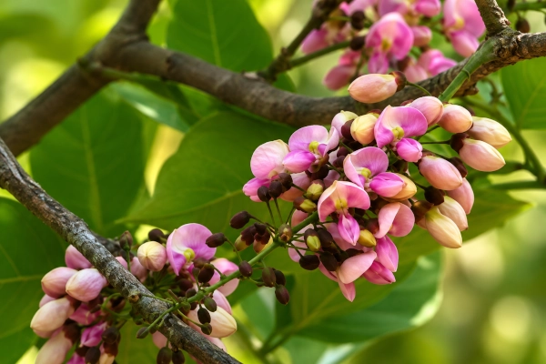 Karanja — Ayurveda’s Bitter Oil Tree for Skin