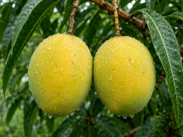 Kari Ishad Mango — Karnataka